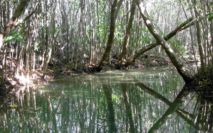 Manglares de San Crisanto