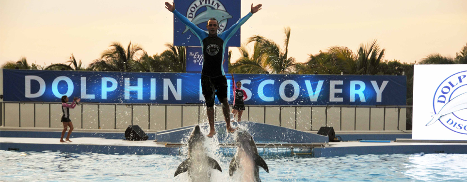 Dolphin Discovery Dolphin Discovery