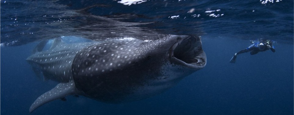 La experiencia del nado con el tiburón ballena en Holbox La experiencia del nado con el tiburón ballena en Holbox