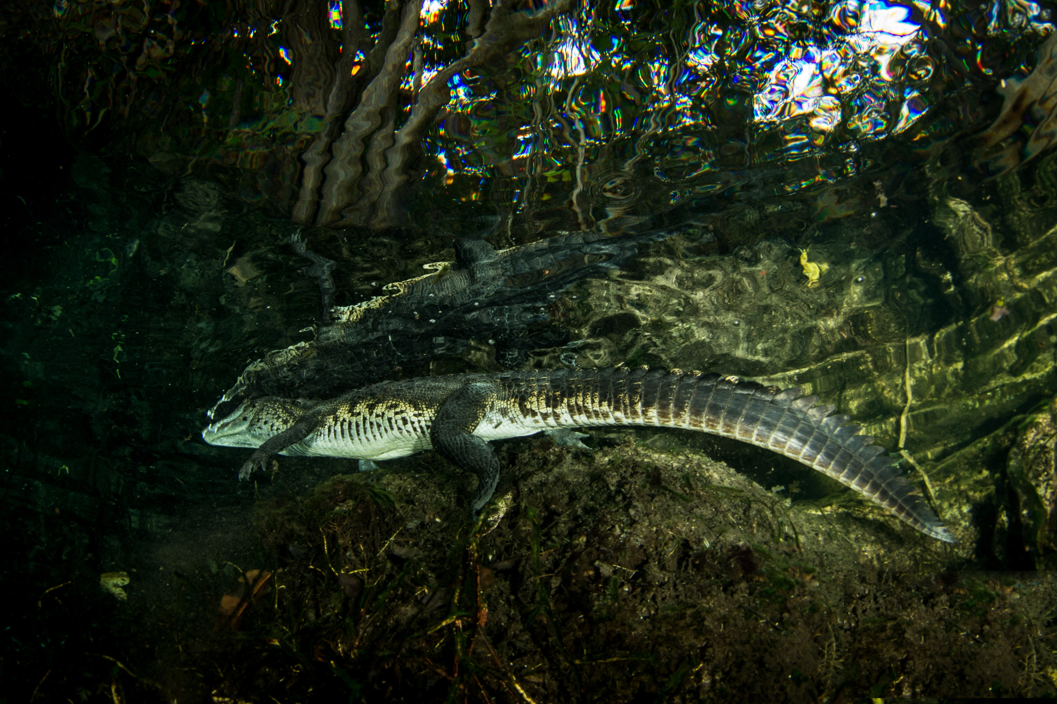 Cenote Angelita Tulúm