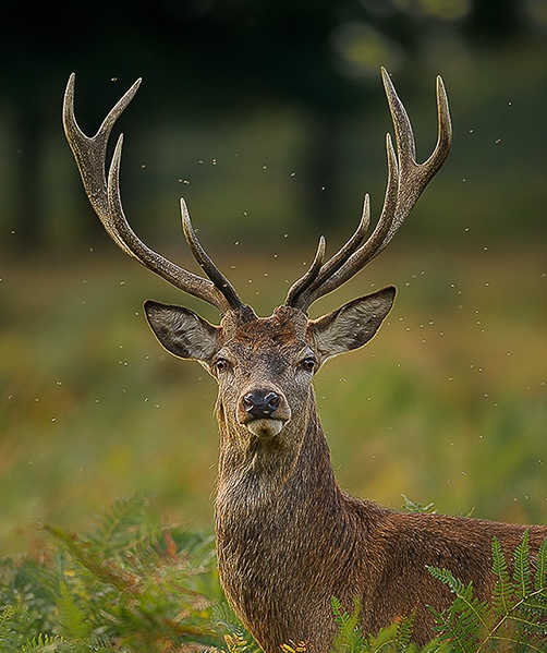 venado1