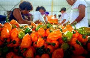 Chile habanero, Foto: www.partial-ingredients.com