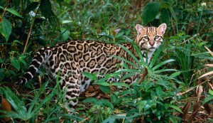 Ocelote, Foto; www.chilango.com