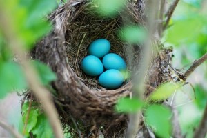 Huevos  de Quetzal, 