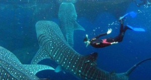 Tiburón ballena en holbox, Foto: enfoqueradio.com.mx