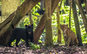 Fauna de Xcaret. galucomunicacion.com 