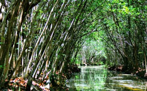 San Crisanto - Foto de Internet.