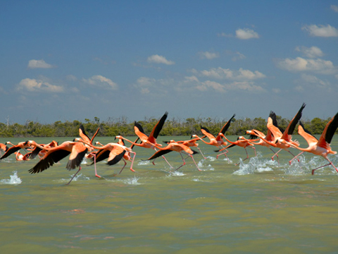 Río Lagartos - Foto de Internet.